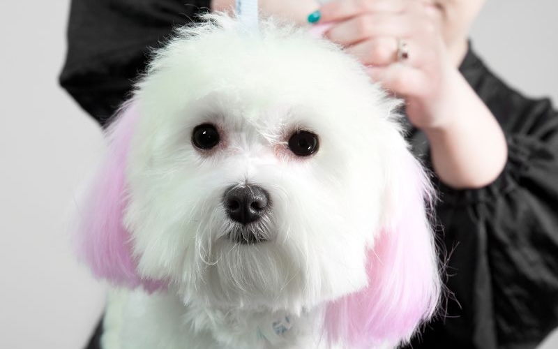 800 x 600 - Dog with dyed colorful ears