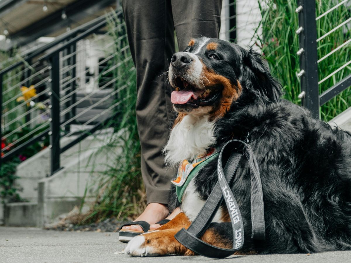 Large dog sitting by a woman on the sidewalk