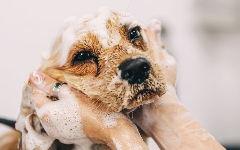 800 x 600 - Dog getting bathed