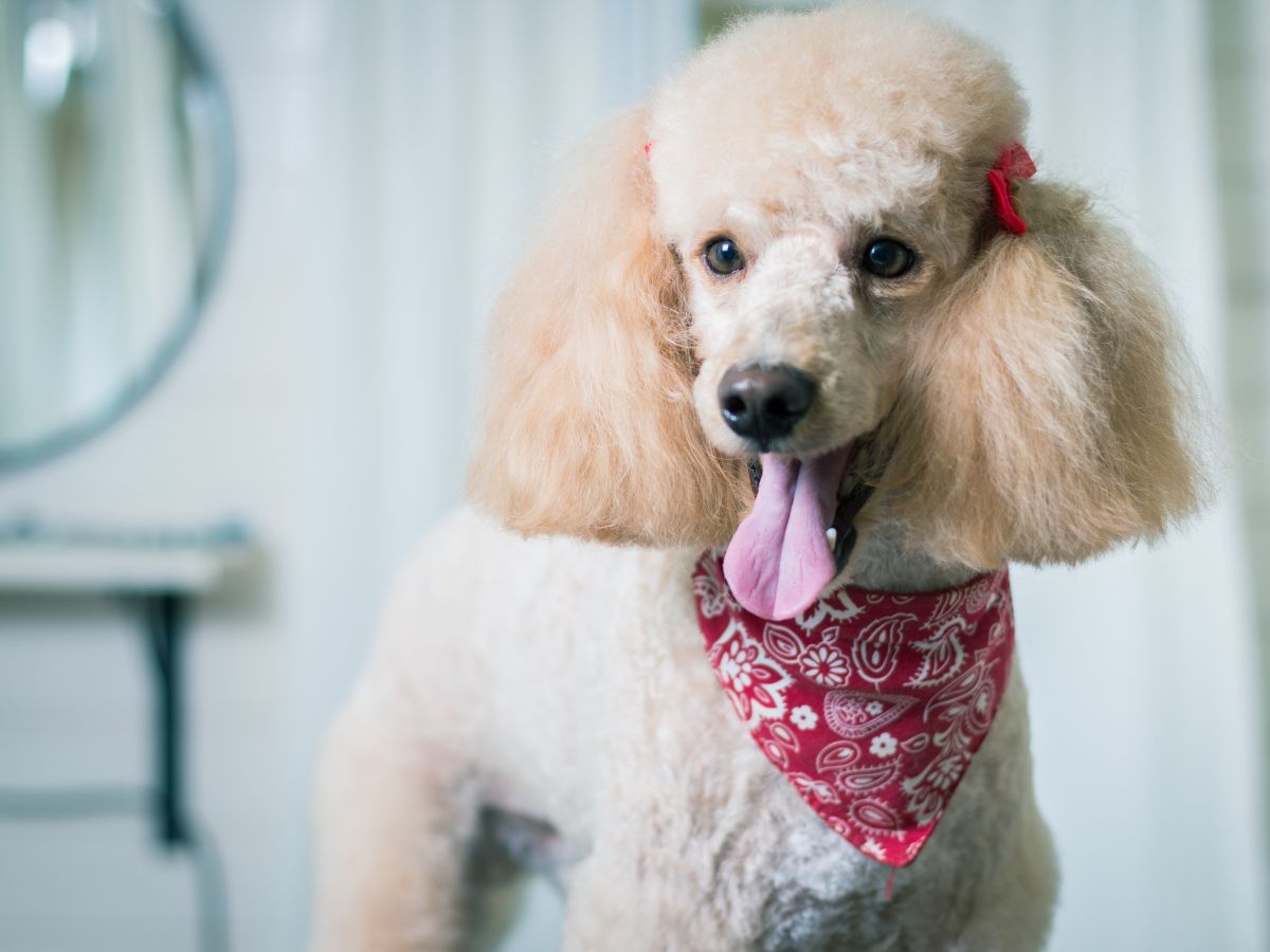 Poodle dressed up after a haircut