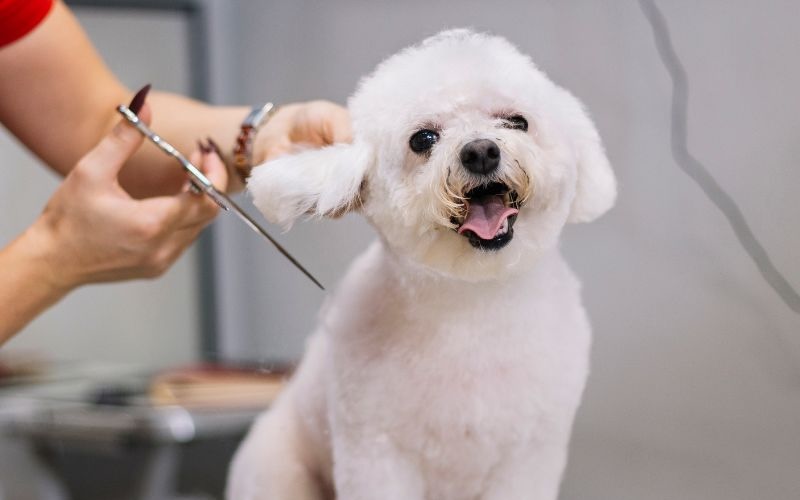 800 x 600 - Small dog getting ears trimmed