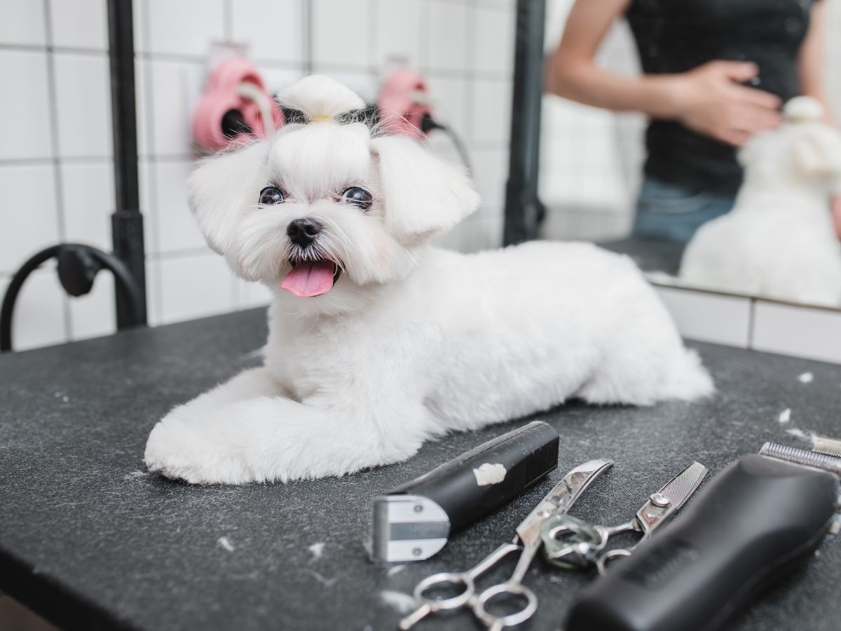 small dog sitting on a groomer's table